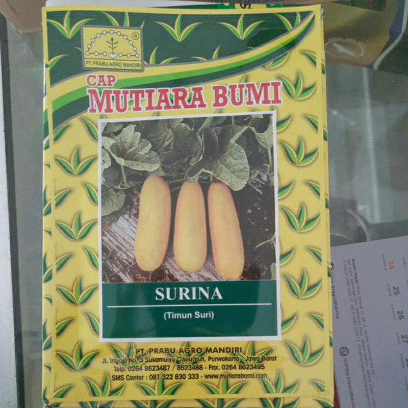 

Timun Suri Surina - Mutiara Bumi