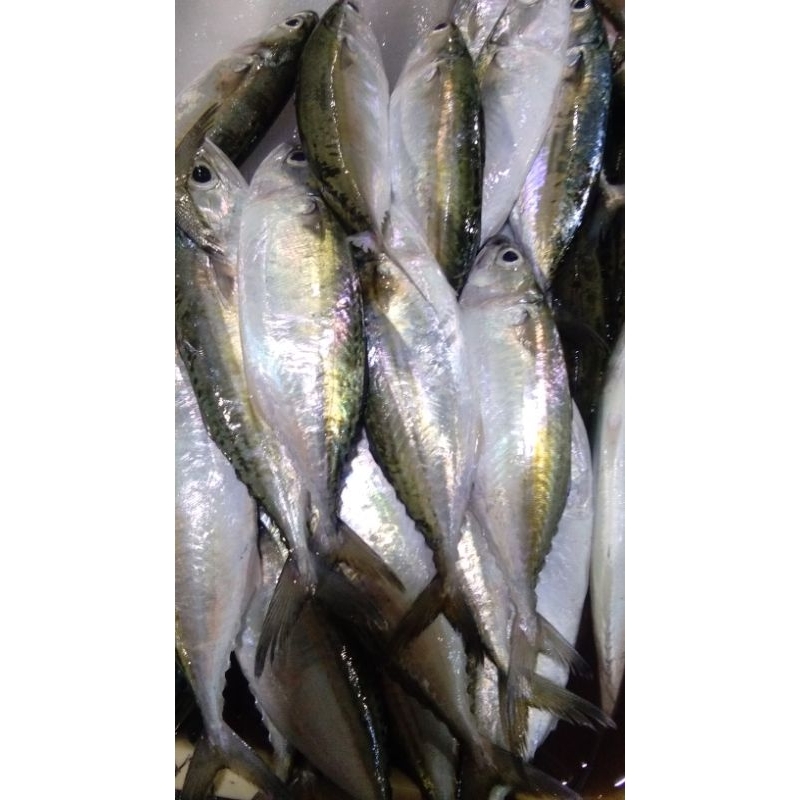 

ikan kembung