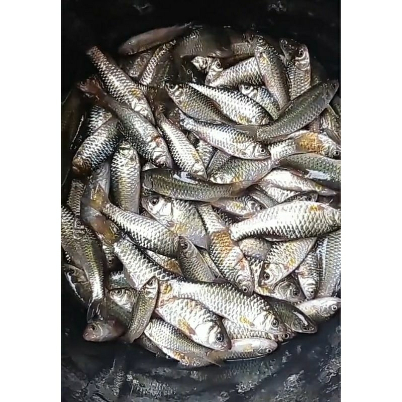 

ikan wader goreng