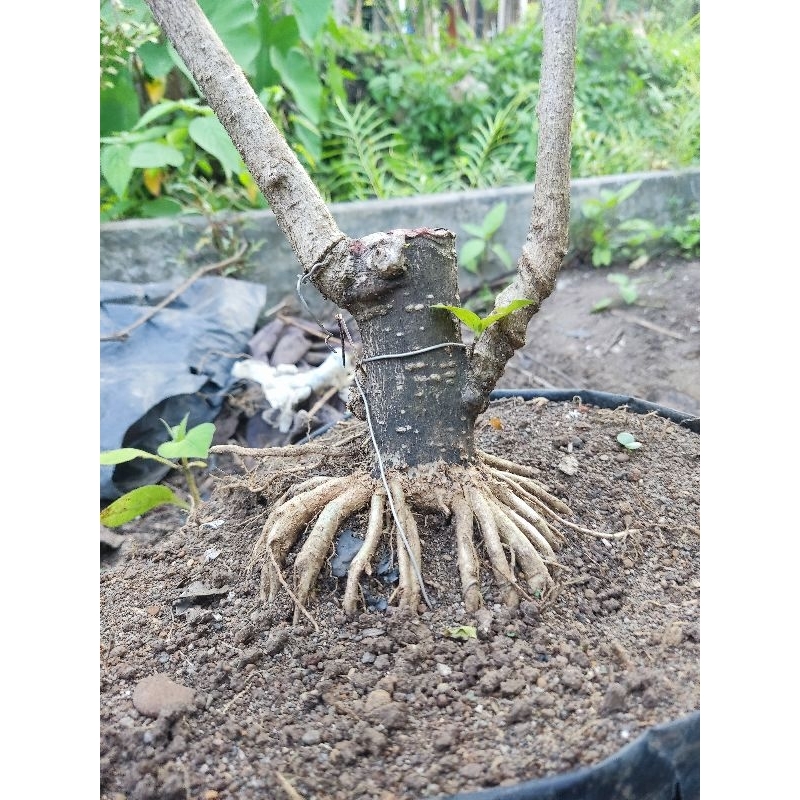 Anting Putri progam akar bahan bonsai