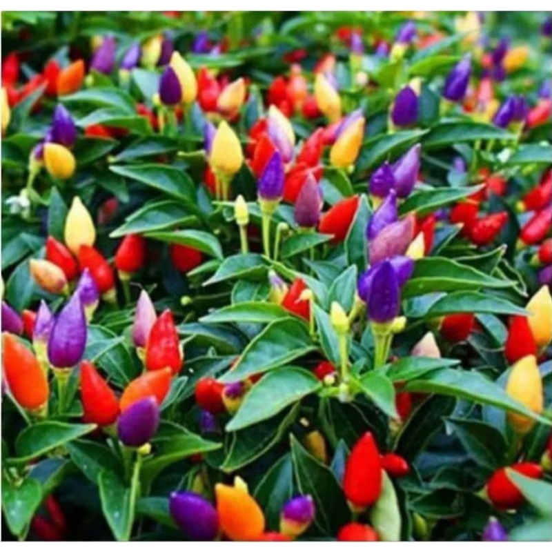 

cabai pelangi(5biji)