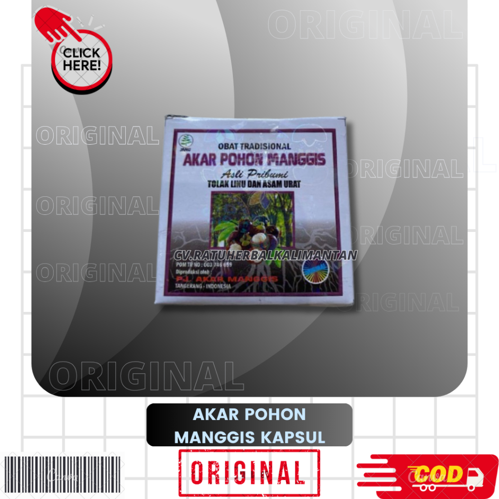 AKAR POHON MANGGIS ASLI PRIBUMI