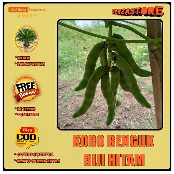 Biji Benih Kacang Mucuna Koro Benguk Babi Biji Hitam /10 Biji