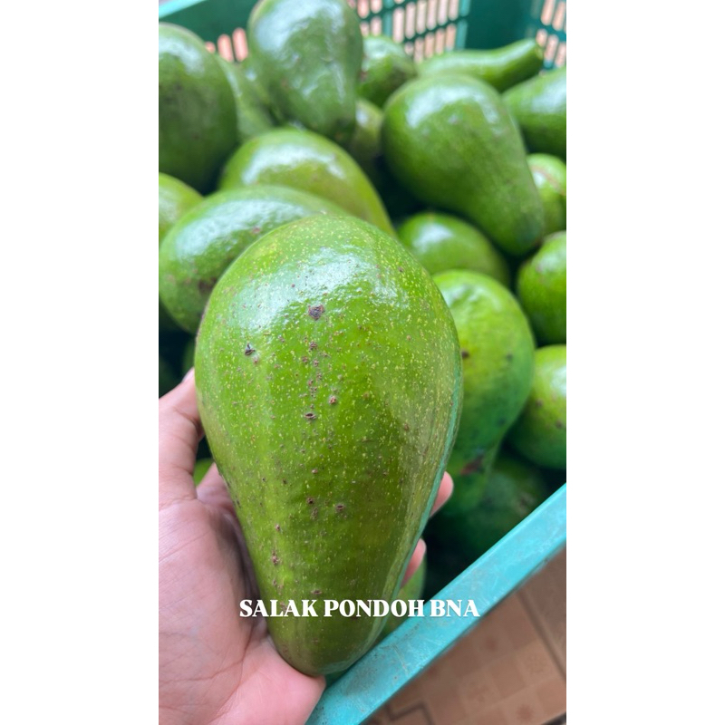 

Alpukat Mentega Buah Alpukat Fresh Grade B 1kg isi 6-9 Buah