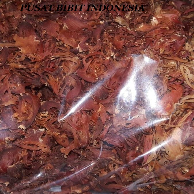 

Bunga Pala Kering 1 kg - Fuli - Sempra Pala Kering FRES KERING