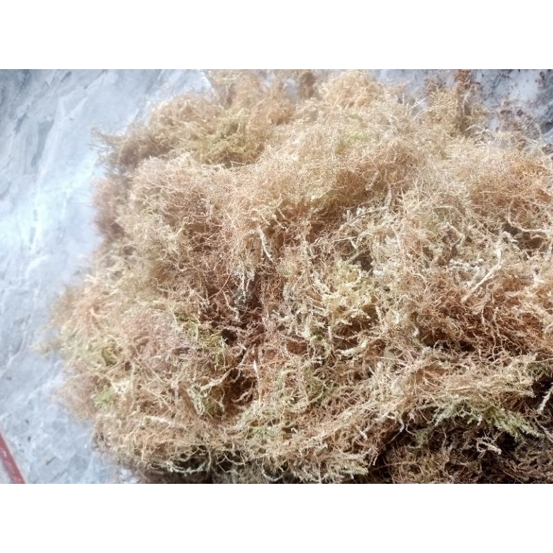 spaghnum Moss media tanam Moss putih