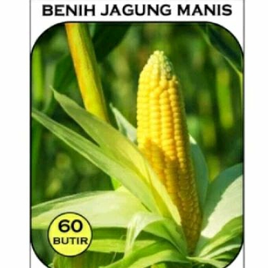 60 BENIH JAGUNG MANIS MADU SUPER