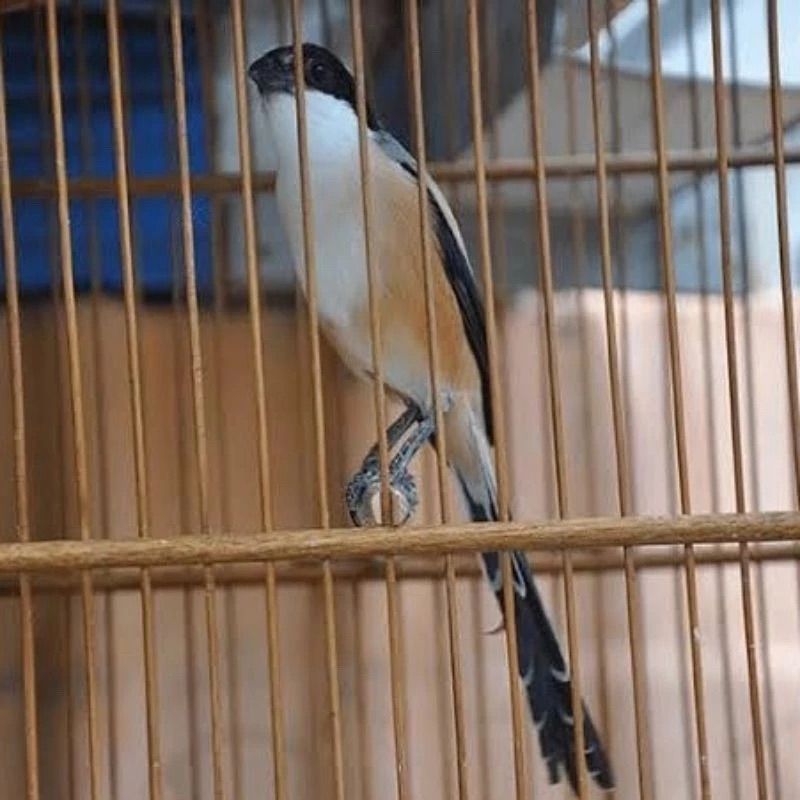 BE PENTET JATIM GRADE A MULUS PiLihan jantan super