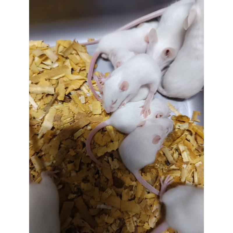 pinkbul mencit / mencit jepang (4-6 gram) fuzzy mice Random
