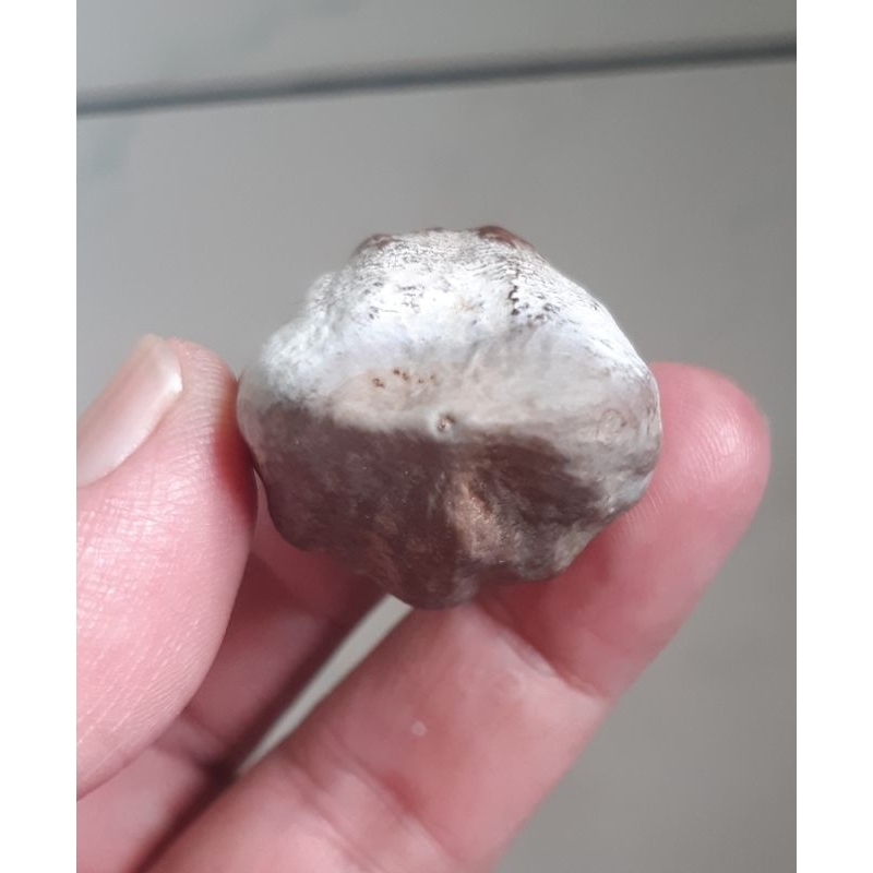 Kemiri Muncang Adu Nyonyo Ori mentahan