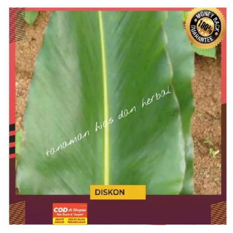 

Daun kecombrang segar besar per 500 gram