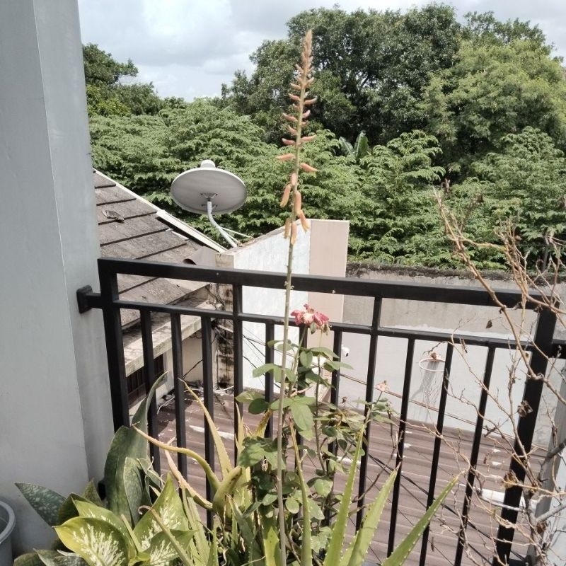 Lidah buaya bunganya