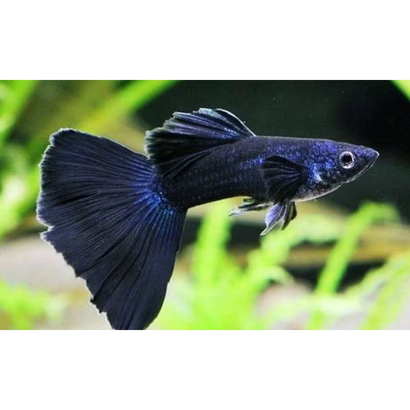 guppy black Moscow grade A