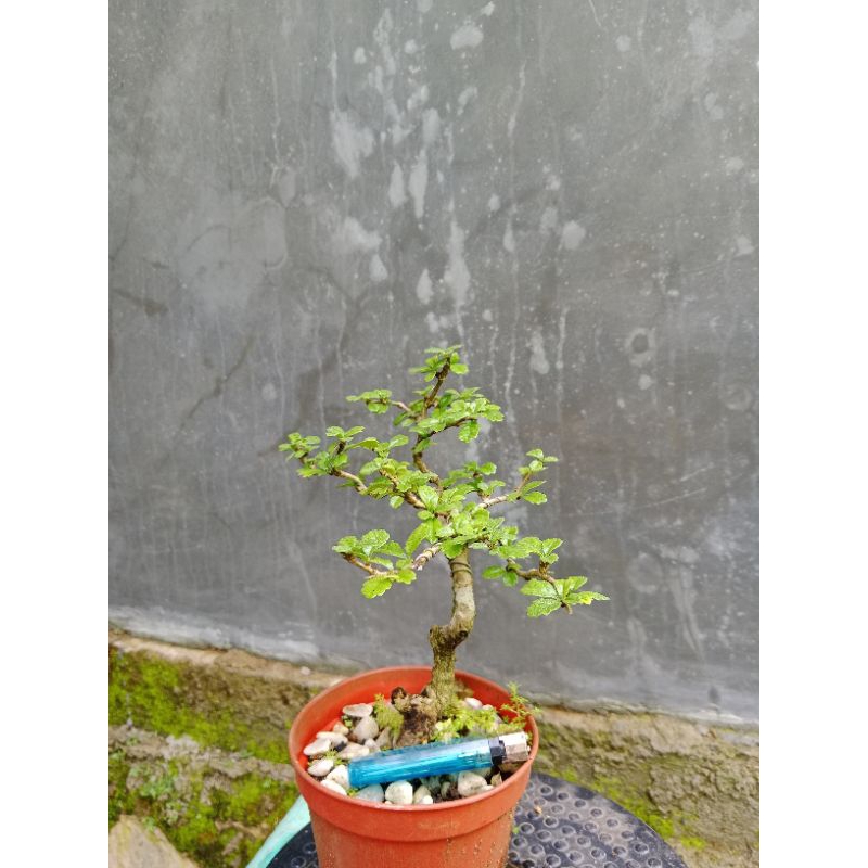Bonsai Mame Hokiantea Lokal | Bonsai Hokiantea