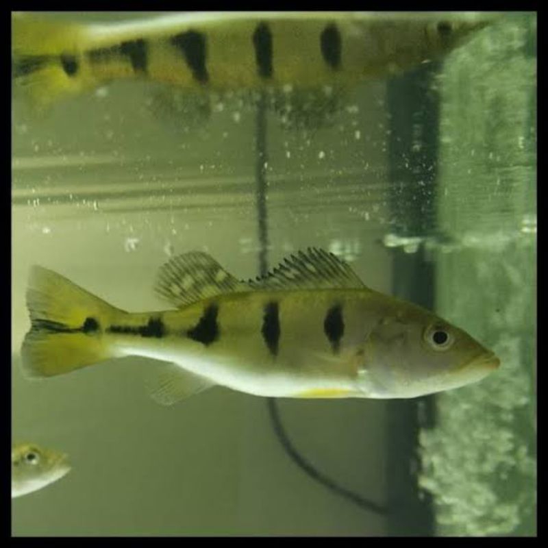 Hiasan aquarium ikan pbass mono