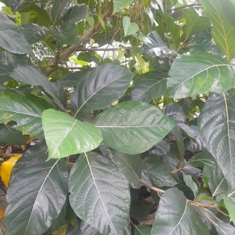 

Daun Awar-Awar Segar 500g_Langsung Petik