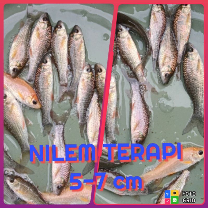 Nilem Ikan Terapi 5-7 cm