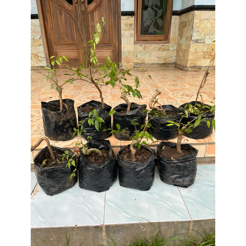 Bonsai Akar Anting Putri Meliuk Original
