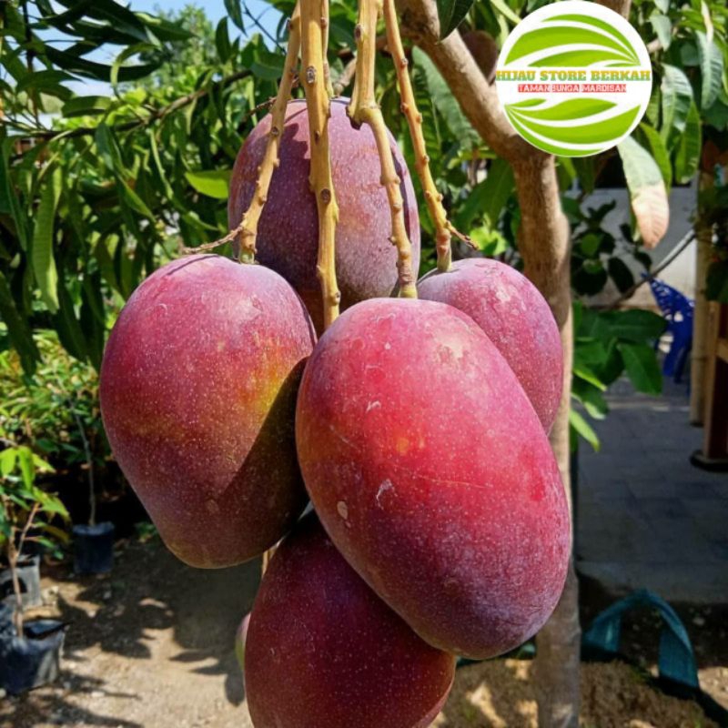 Bibit pohon MANGGA IRWIN UNGGUL terlaris