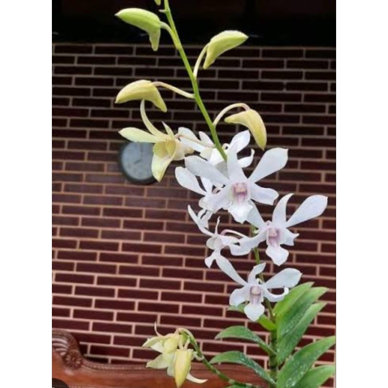 dendrobium capung batu