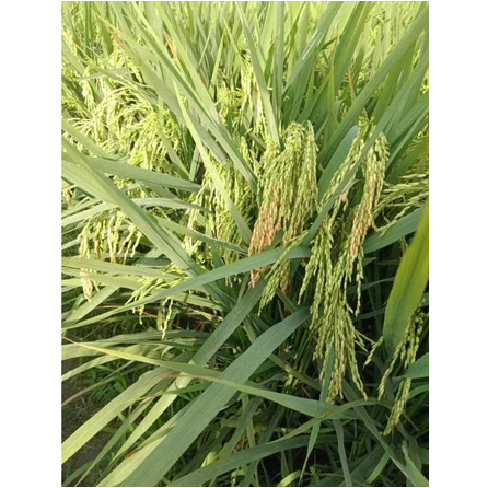 Benih Padi Cibatu 08 Kemasan 1kg - Bibit Padi CIbatu 08 kemasan sekiloan - Padi Cibatu 08 1 kg