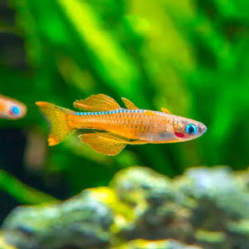 IKAN HIAS AQUASCAPE PASKAI PSEUDOMUGIL