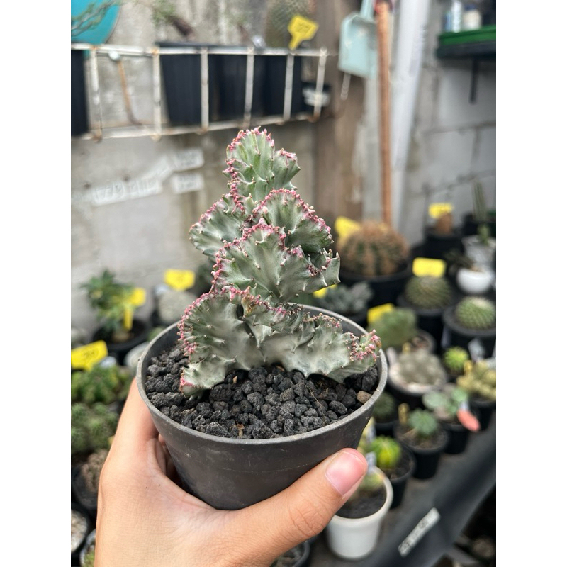 LAKTEA SILVER Kaktus Sukulen / Tanaman kaktus / pot kaktus / kaktus ownroot / kaktus potelan / hampe