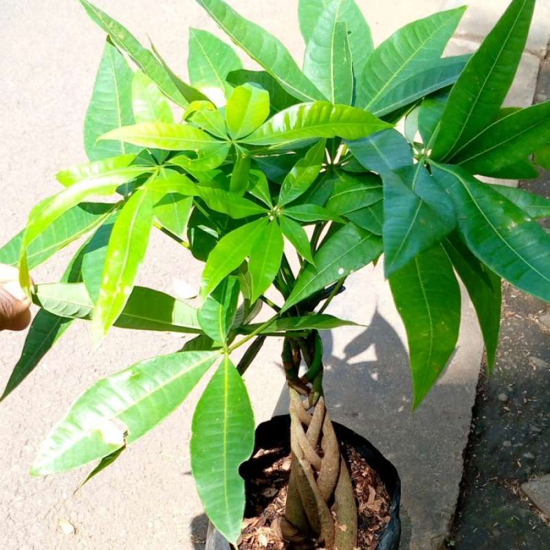 BIBIT TANAMAN BONSAI HOKI UANG KEPANG / POHON UANG HOKI / POHON PACHIRA AQUATICA RIMBUN BERKUALITAS