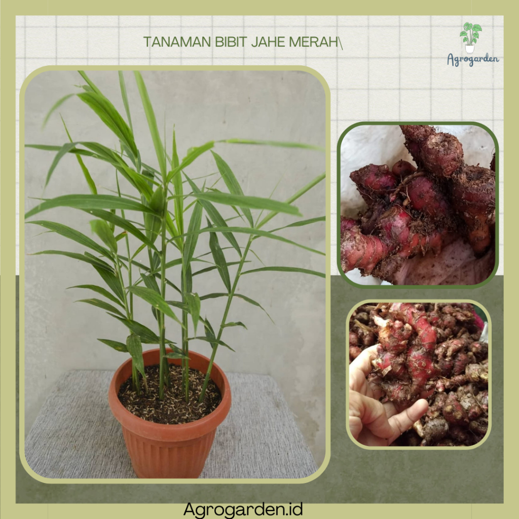 Tanaman Jahe Merah - Bibit Jahe Merah -  Bibit Tanaman Jahe Merah Asli - Tanaman herbal Jahe Merah A