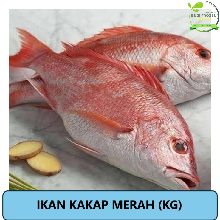 

IKAN KAKAP MERAH FROZEN – HARGA PER KG (KUALITAS EKSPOR)