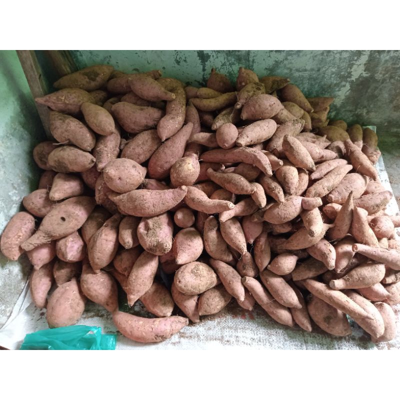 

UBI RAMBAT KUNING MANIS