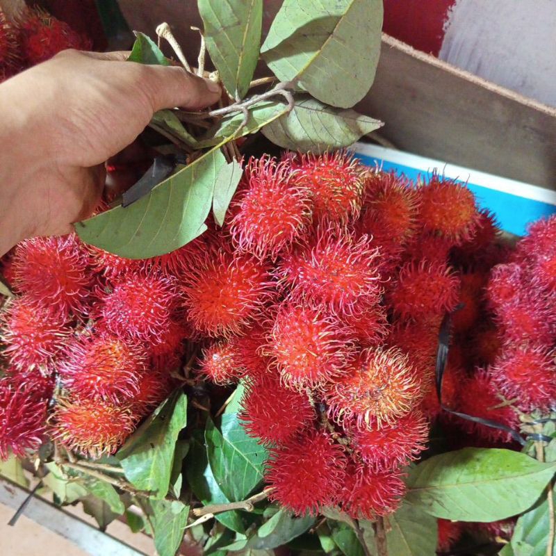 

rambutan parakan