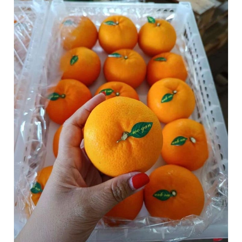 

jeruk wogam daun ttx /kg