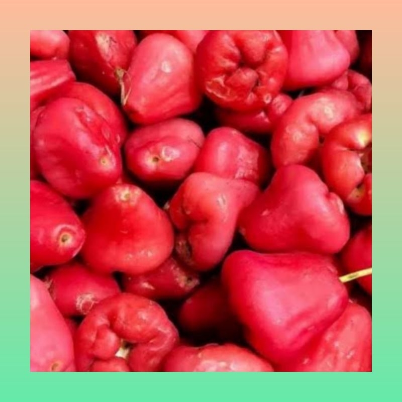 

Jambu air 1 kg segar | Jambu air merah 1 kg | Jambu air rujak fresh | Jambu air segar 1 kg manis asam | Jambu
