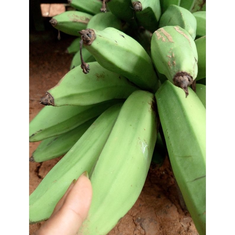 

Pisang Nangka Super Pulen Bahan Kripik /Bubur Manis