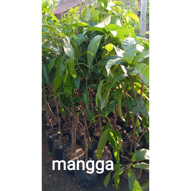 

bibit mangga red ivory/mangga merah
