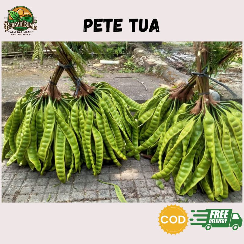 Pete Petai Lalapan Pete Fresh Pete Tua Petai Tua Petai Lonjoran Pete Papan Pete Kupas