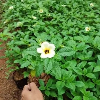 TANAMAN HIAS TURNERA TANAMAN PUKUL 8 TANAMAN TURNERA