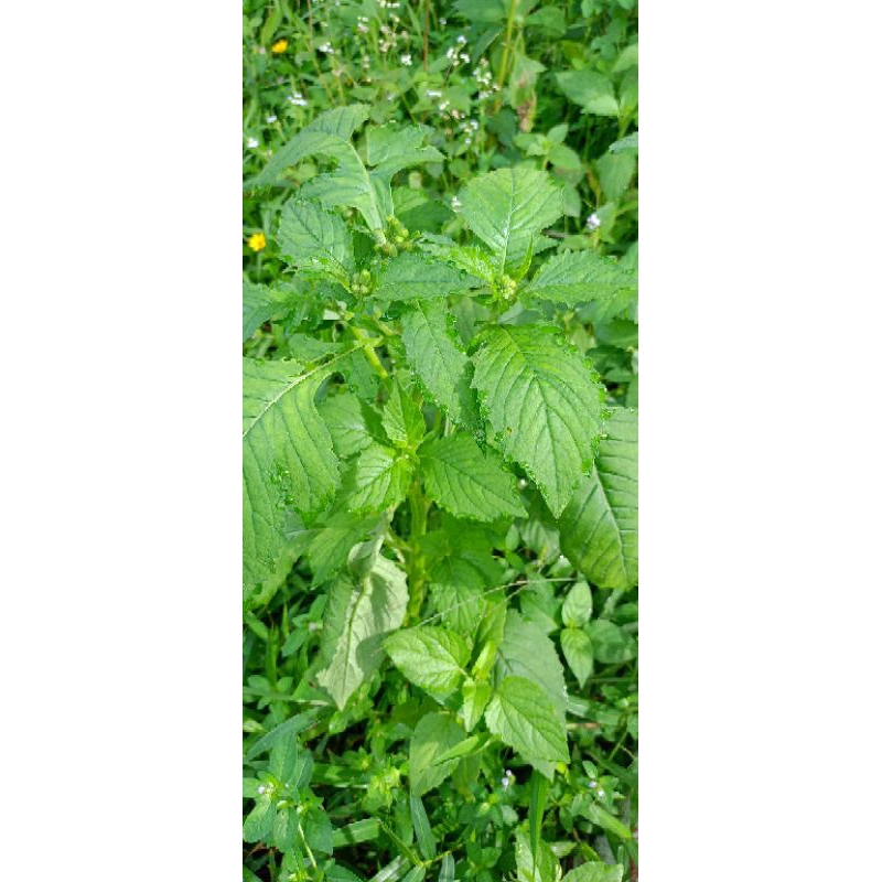 

daun sintrong segar langsung dari kebun berat bersih 250gram
