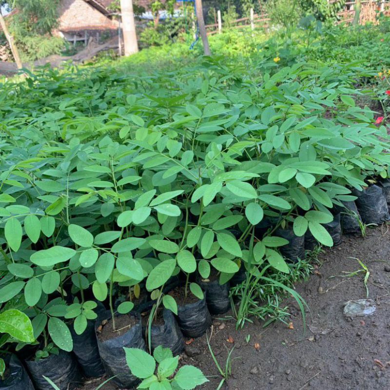 PAKET 10 BIBIT INDIGOFERA SIAP TANAM