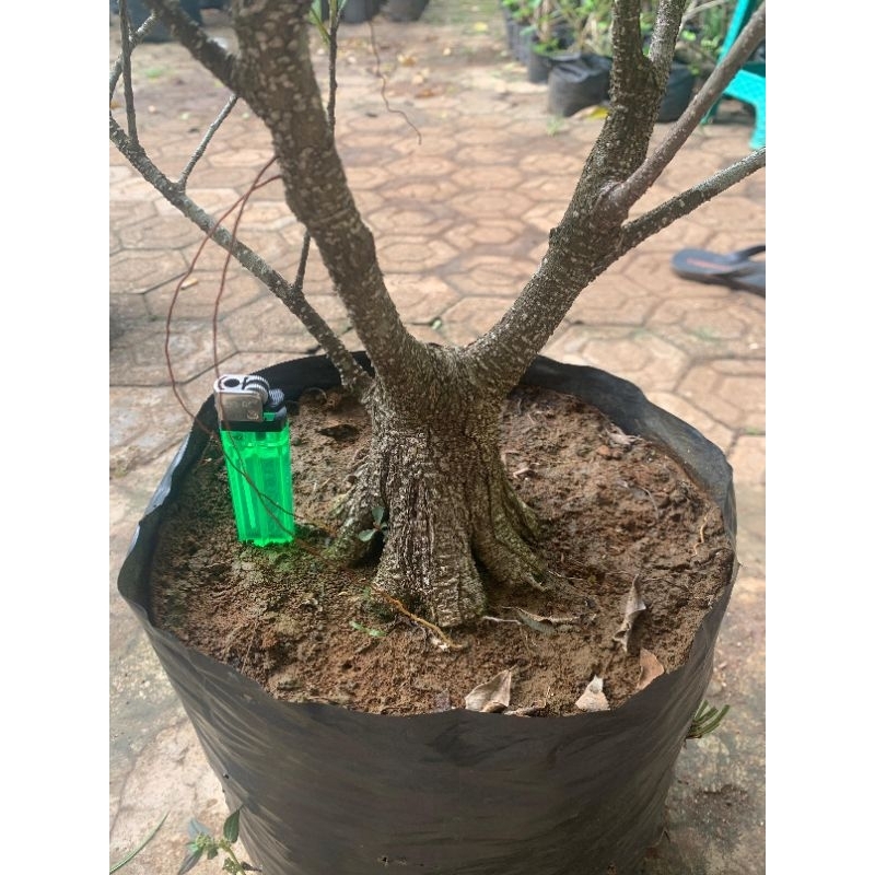 Bahan bonsai kimeng prokar mame
