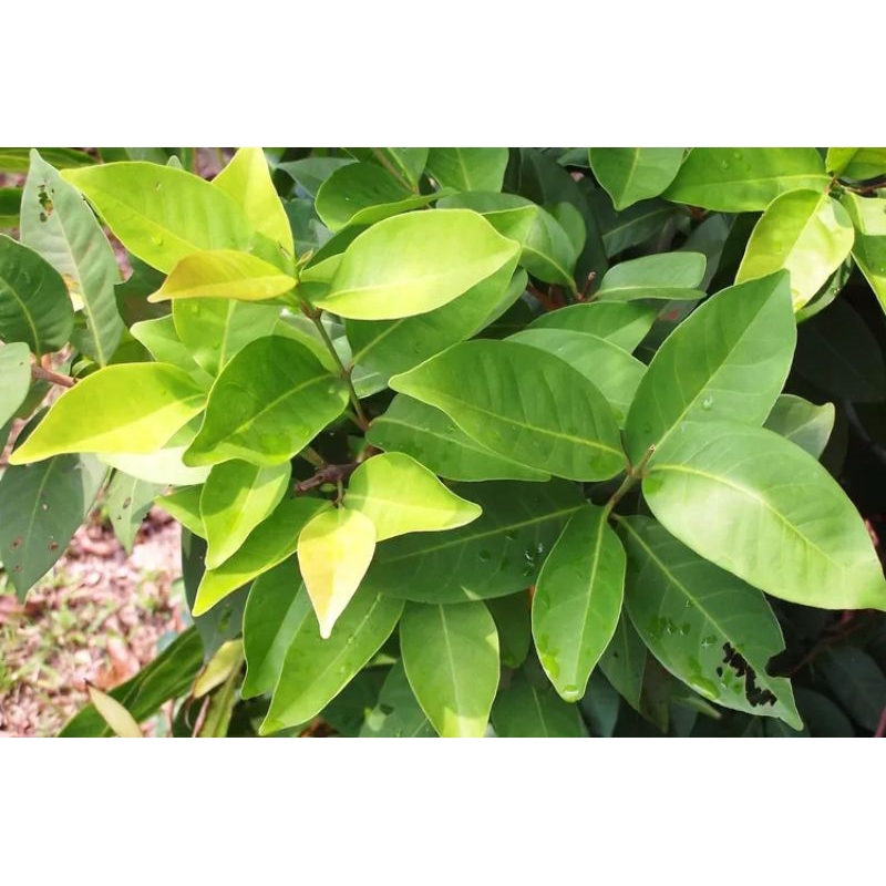 

daun salam segar 50 lembar