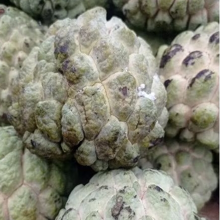 

Buah srikaya sarikaya / menungo