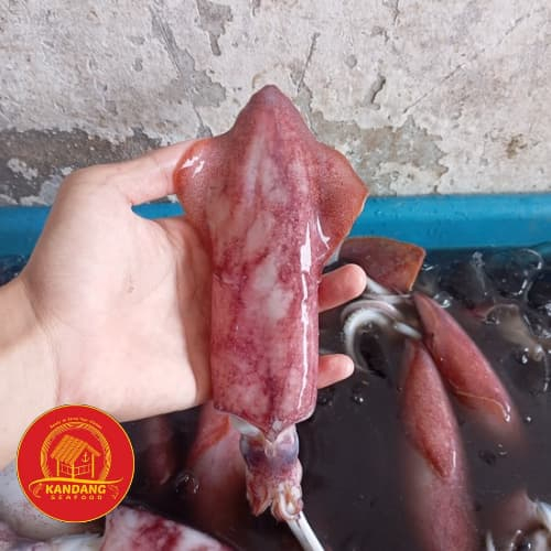 

Cumi Utuh Bangka Jumbo Fresh / Segar / Jumbo