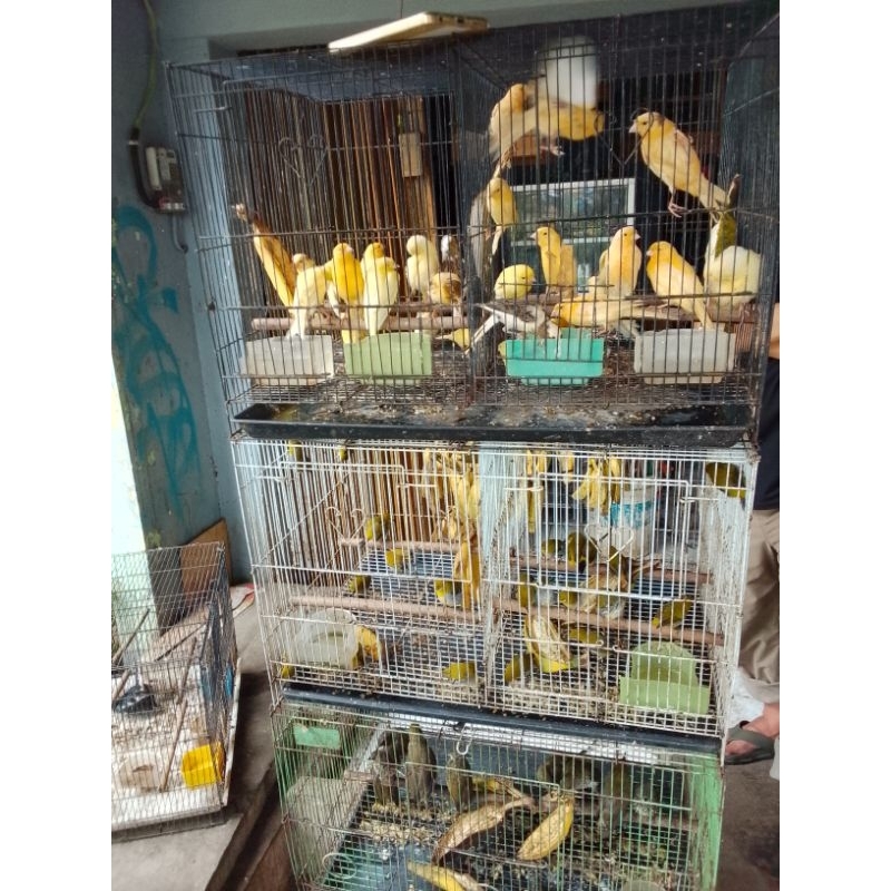 KENARI PAUD JAMIN JANTAN WARNA CERAH