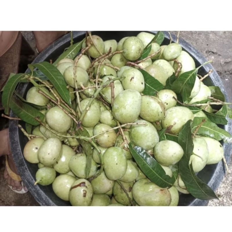 

Mangga TELOR/KEONG/DONAT belah biji 2 kilogram ( dua kilo ) pasti BELAH BIJI, bijinya bisa di belah dan mangganya kriuk