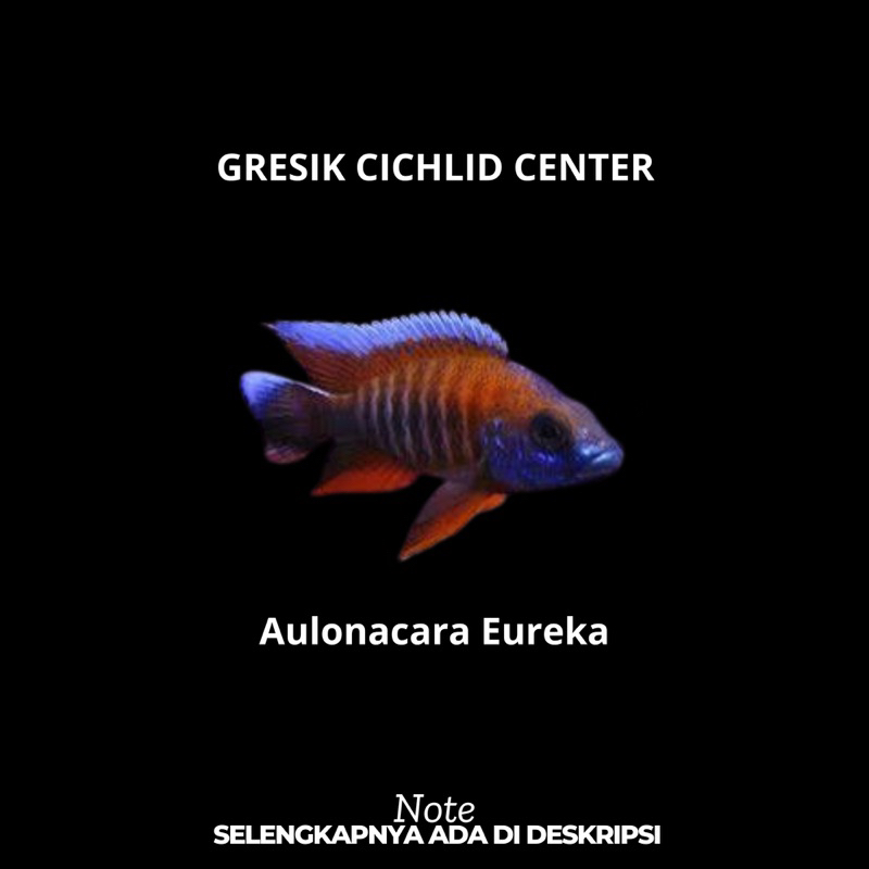Cichlid Aulonacara Eureka