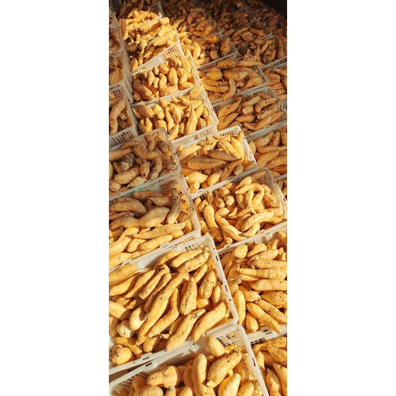 

UBI CILEMBU MADU 5 KG