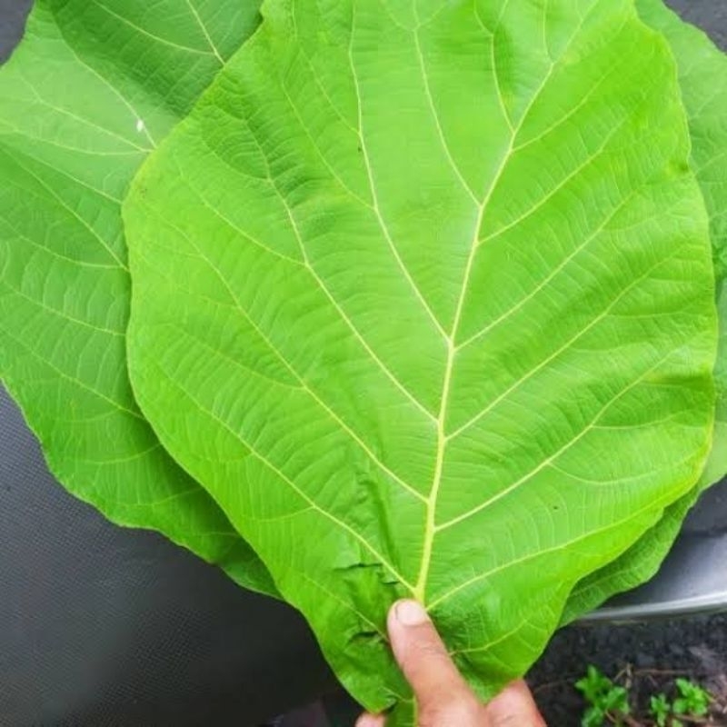 

Daun jati asli BOJONEGORO