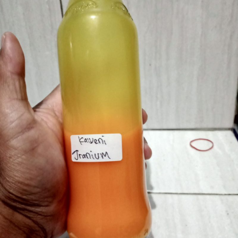 essen oplosan ikan mas aroma kaweni granium